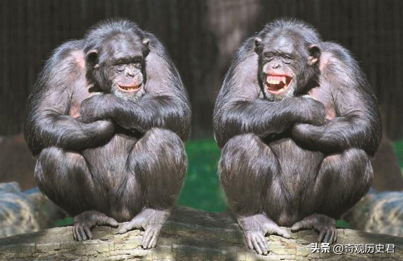 雄性动物进化器官,雄性生物生殖进化