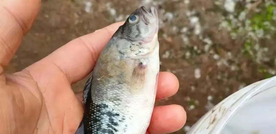 水霉多发季节,水霉病每亩用盐多少