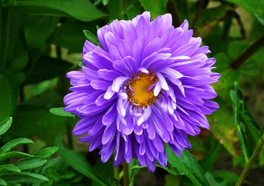 每日一花三十一天,每日一花团购