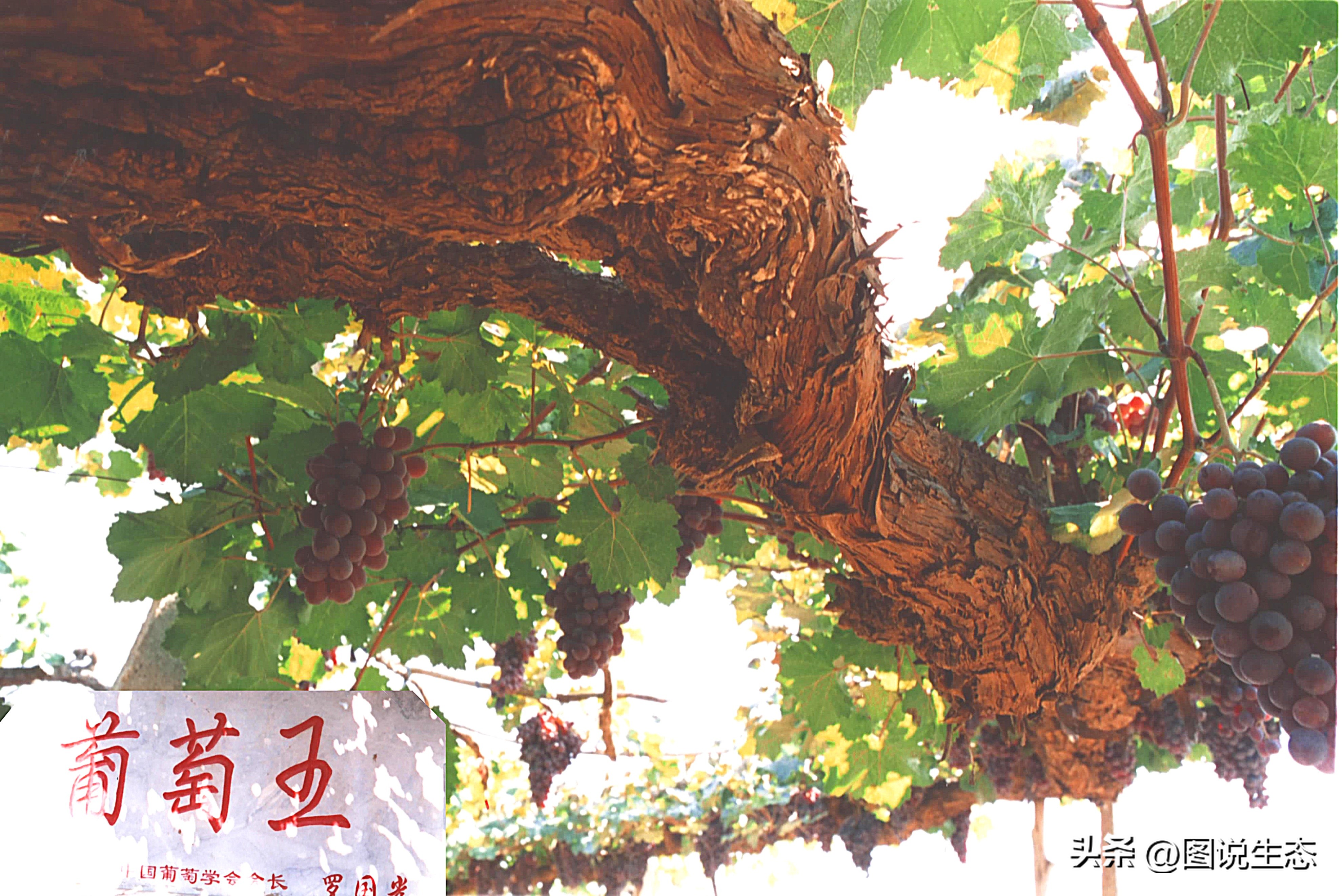昌黎葡萄小镇100多年的葡萄树,昌黎葡萄沟百年葡萄树