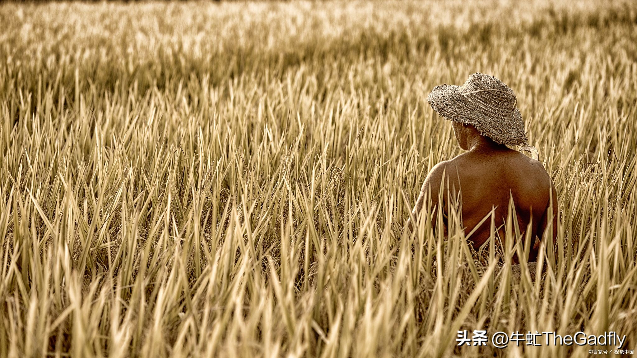 《麦田里的守望者》：探索成长、心理健康和人生意义的经典之作