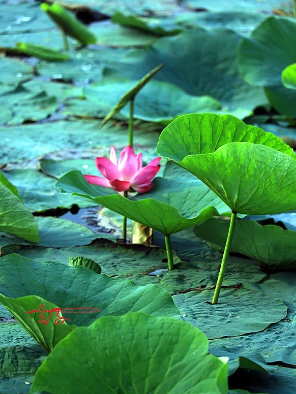 淮阳荷花节什么时间最好看,淮阳看荷花节开幕