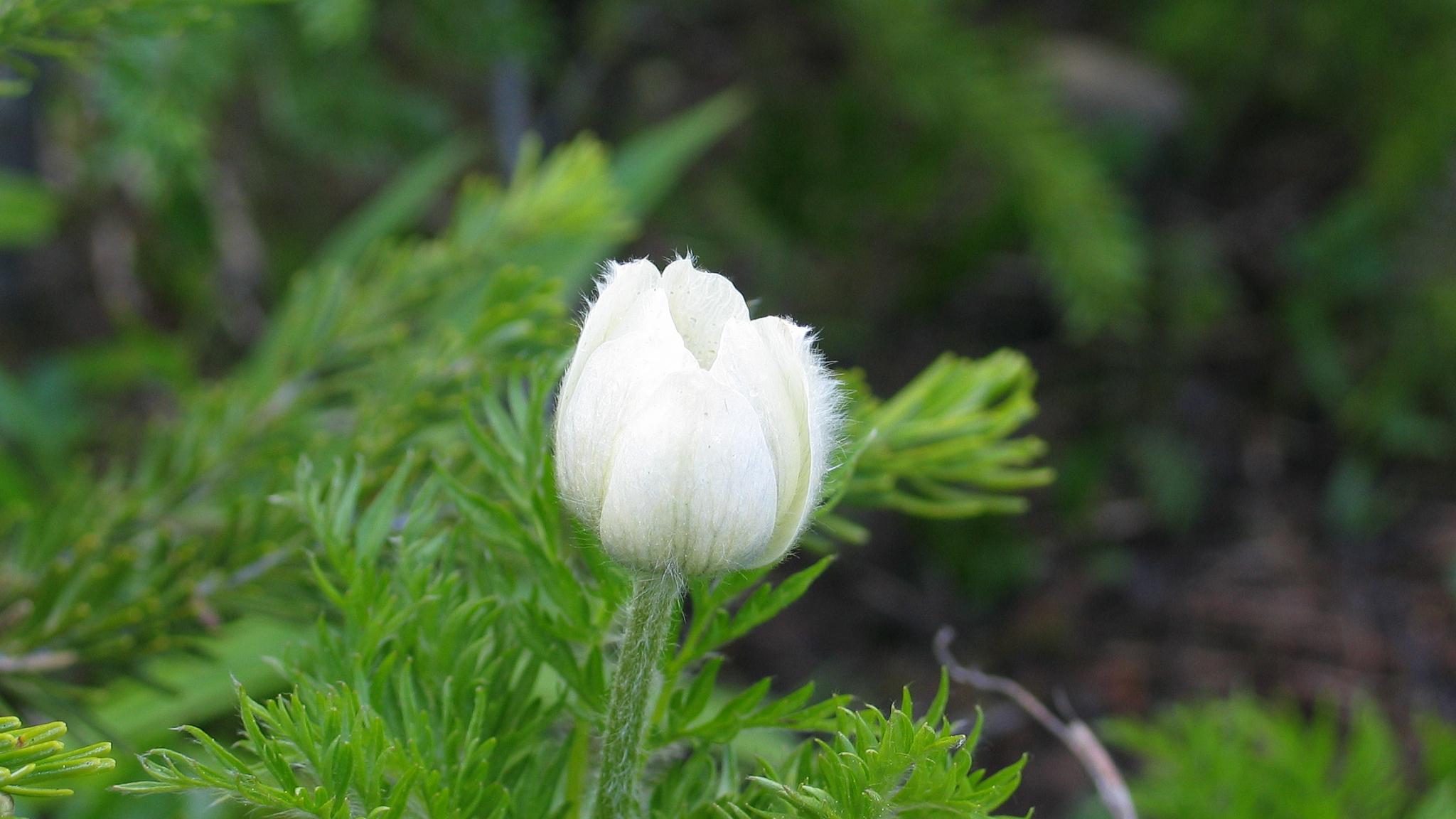灼灼野花香，依依柳金黄，送您三首山花小诗，邂逅旧时岁月静好