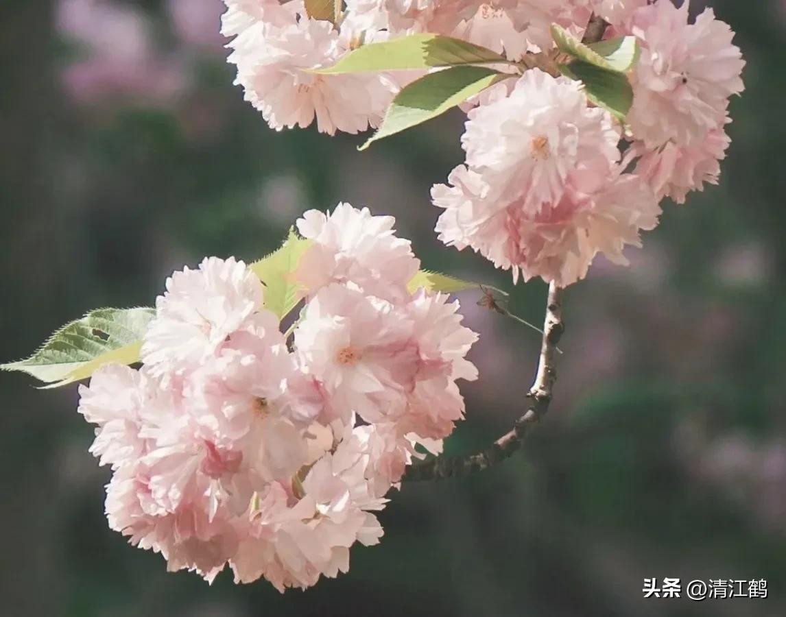 榆叶梅病害有哪些,榆叶梅的观赏特性有哪些呢