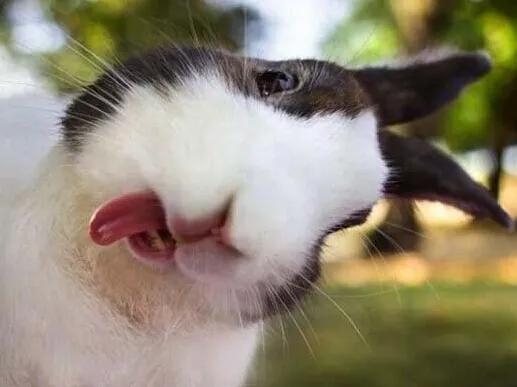 十二生肖的卯兔的性格,卯兔代表什么生肖