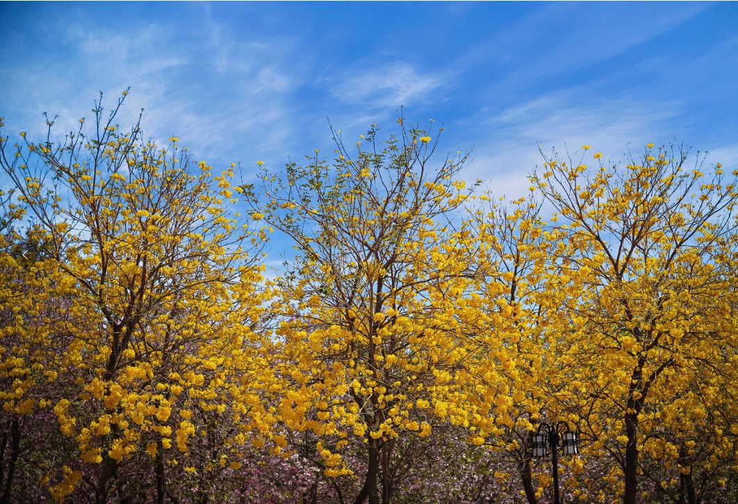 提前盛开！成都市区这个被偏爱的宝藏地又上新，即将刷爆全网
