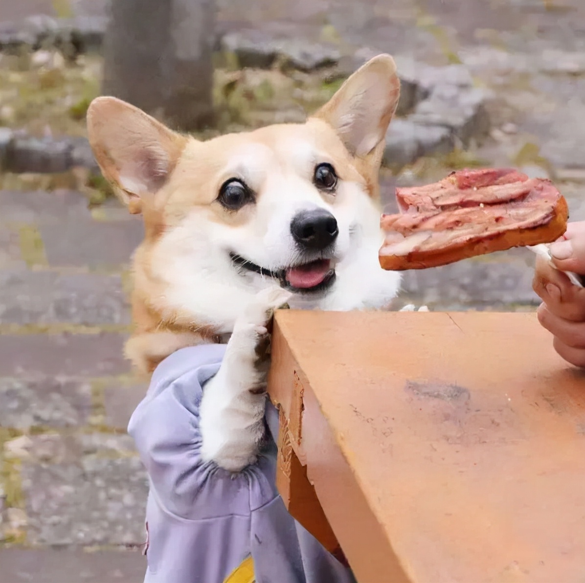 养柯基须知新手必看,养柯基需要戒掉哪些事情