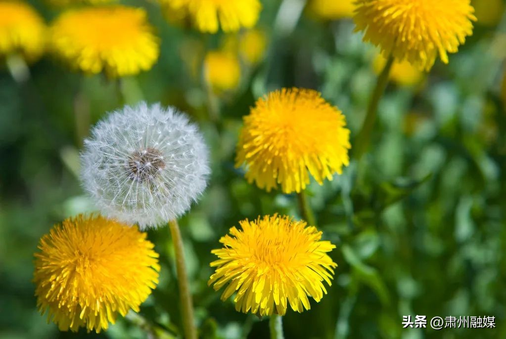 春天里的春菜大全,春天宁可不吃肉也要吃这四种春菜