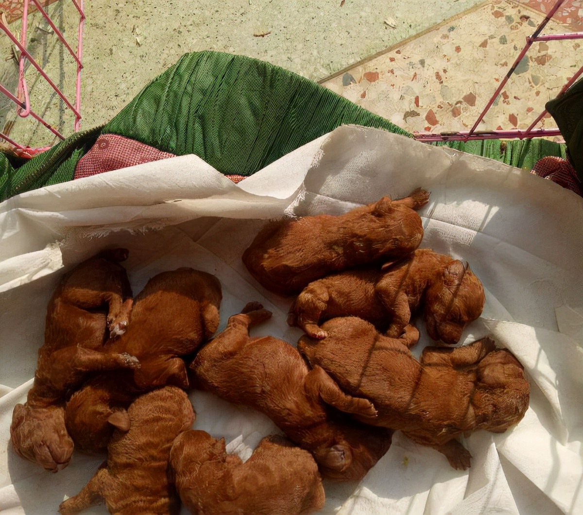 挑选泰迪幼犬的技巧,怎样挑选泰迪幼犬