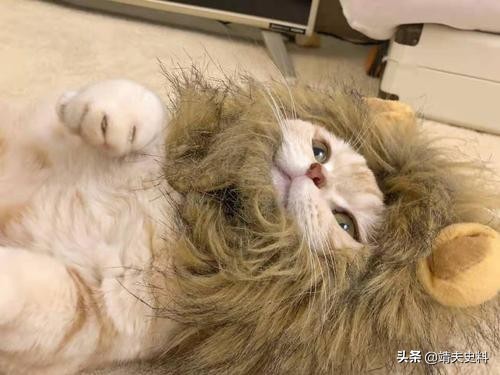 交智商税的骗局,中国哪些行为是在交智商税