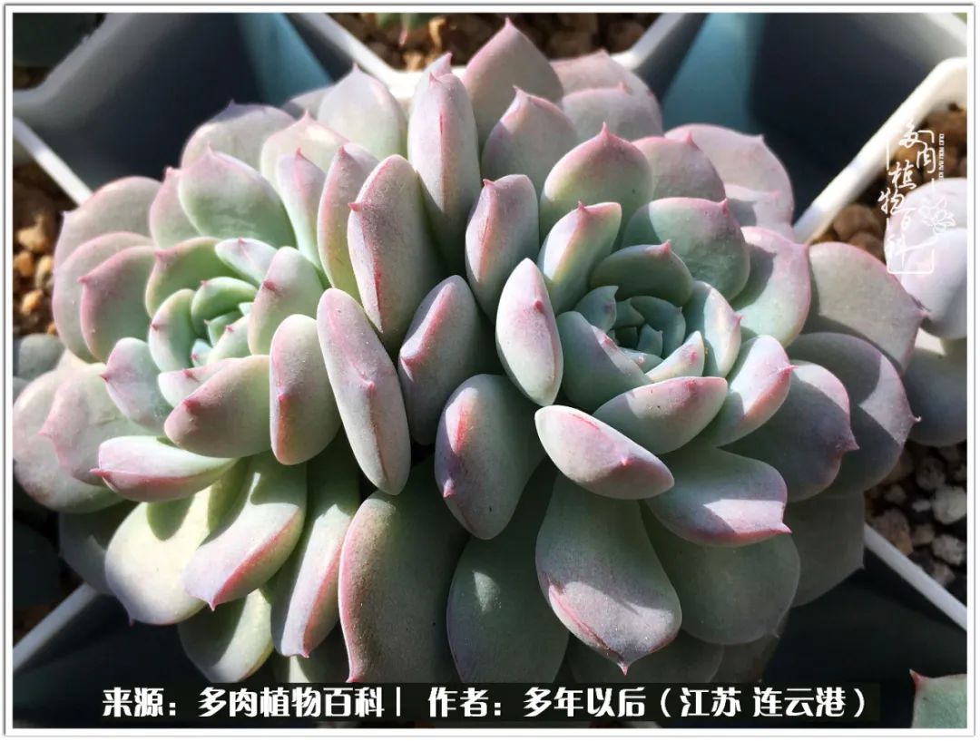 我若不弃，愿你不负我所期