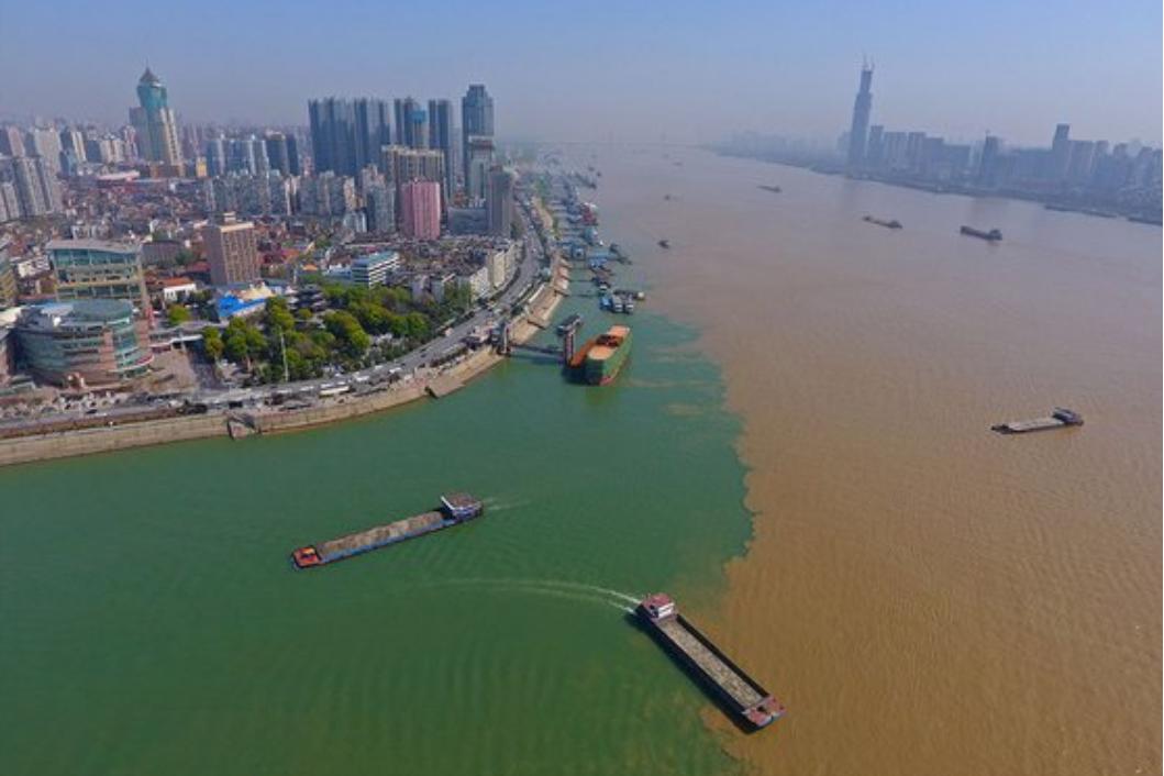 中华鲟是我国长江中最大的鱼类,长江数量最多的鱼