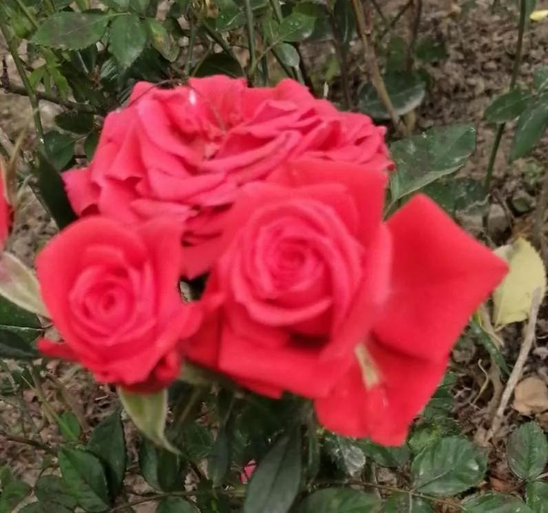 月季品种醉花,月季品种大全及图片欣赏