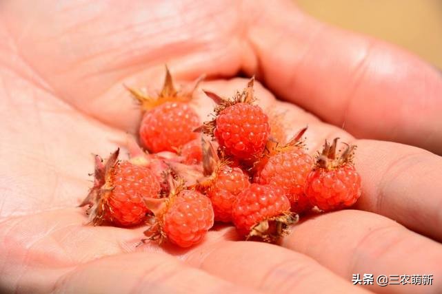 家乡的野果香甜可口,自家种的奇异果味道特别好吃