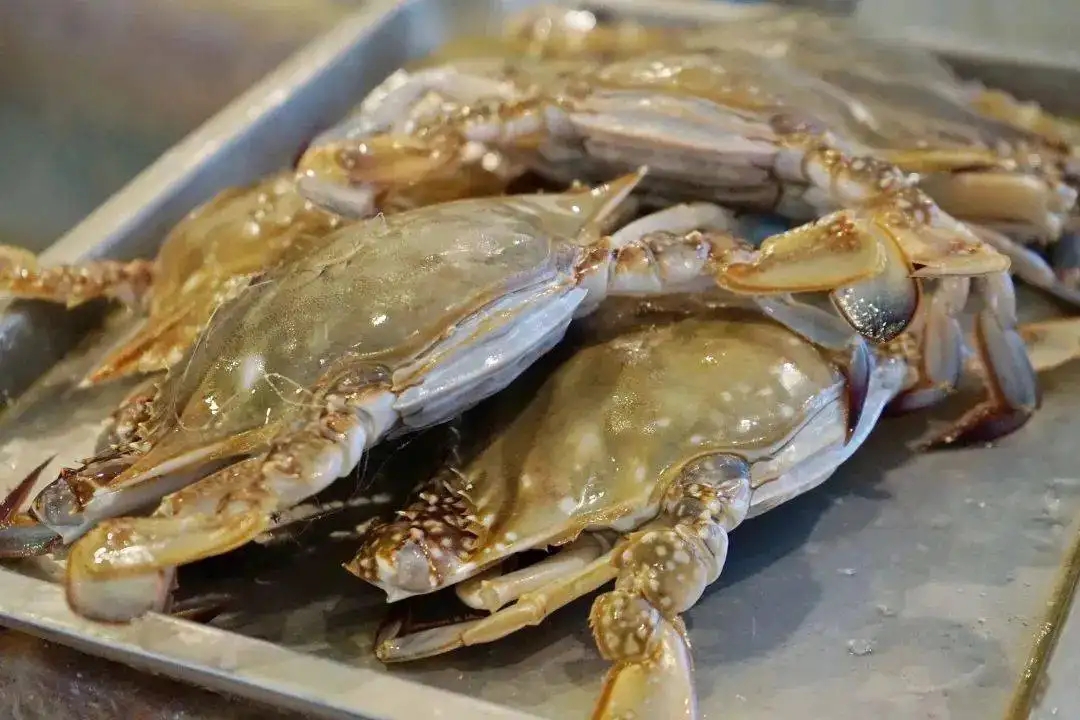 一招学会挑肥美梭子蟹,买梭子蟹攻略