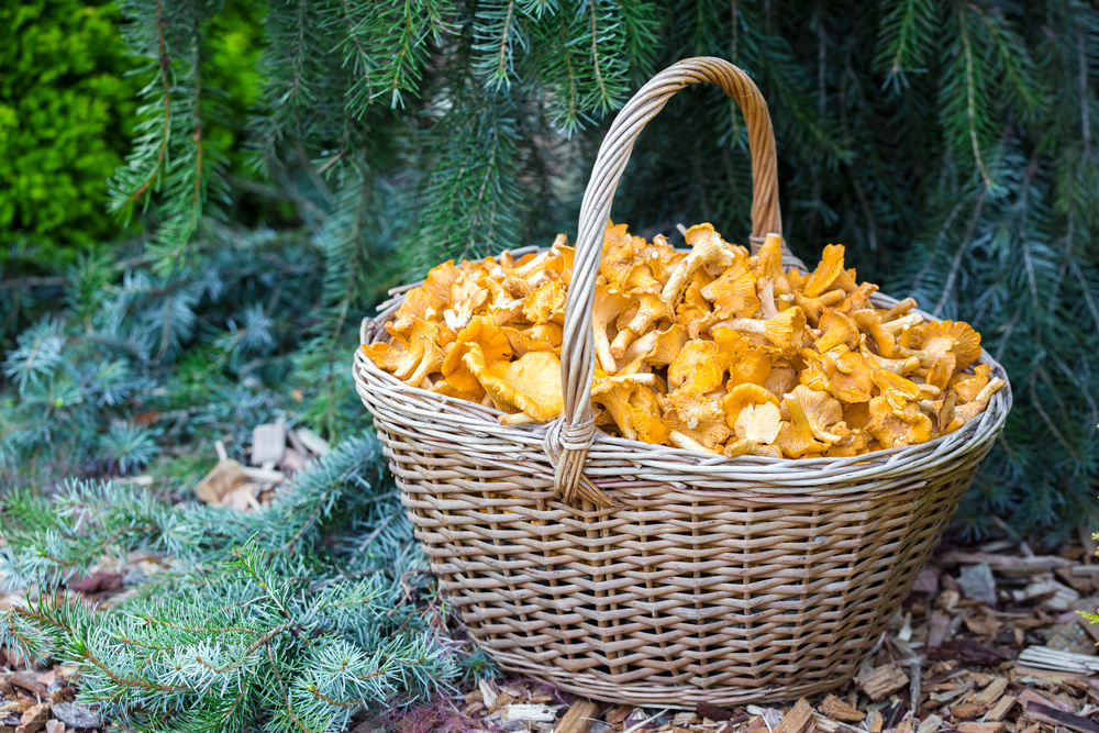 鸡油菌产在云南还是东北,云南鸡油菌行情