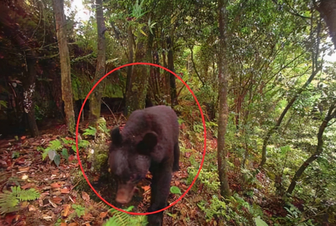 胆真大！美国男子路遇黑熊，竟主动伸手击掌，黑熊激动得跳了起来
