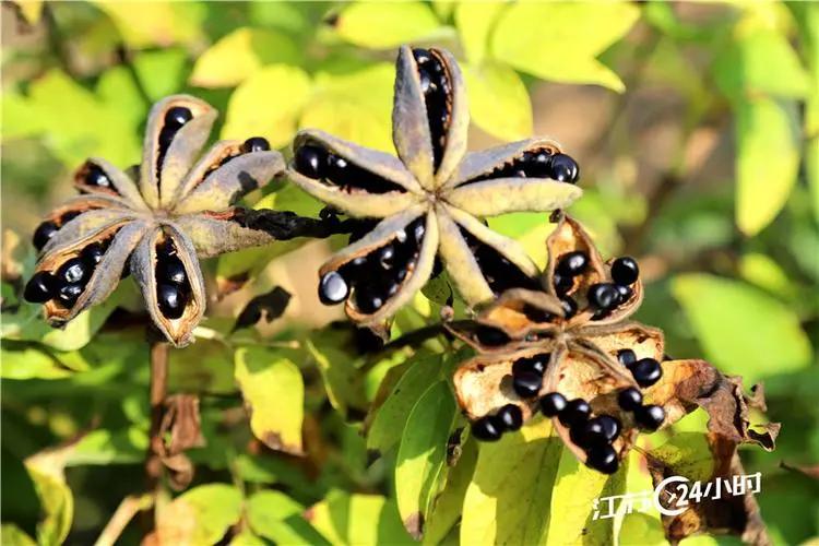 油用牡丹哪个品种好,油用牡丹前景如何