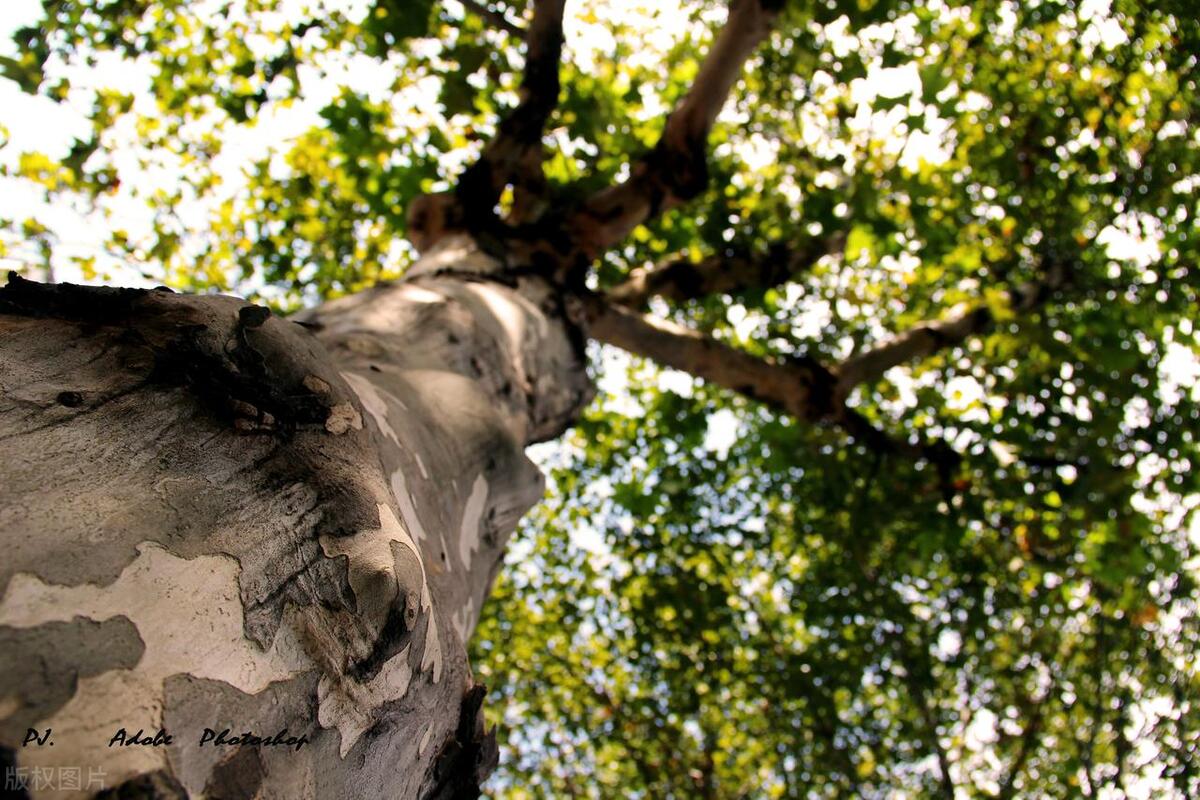 合肥的985和211,安徽合肥985和211