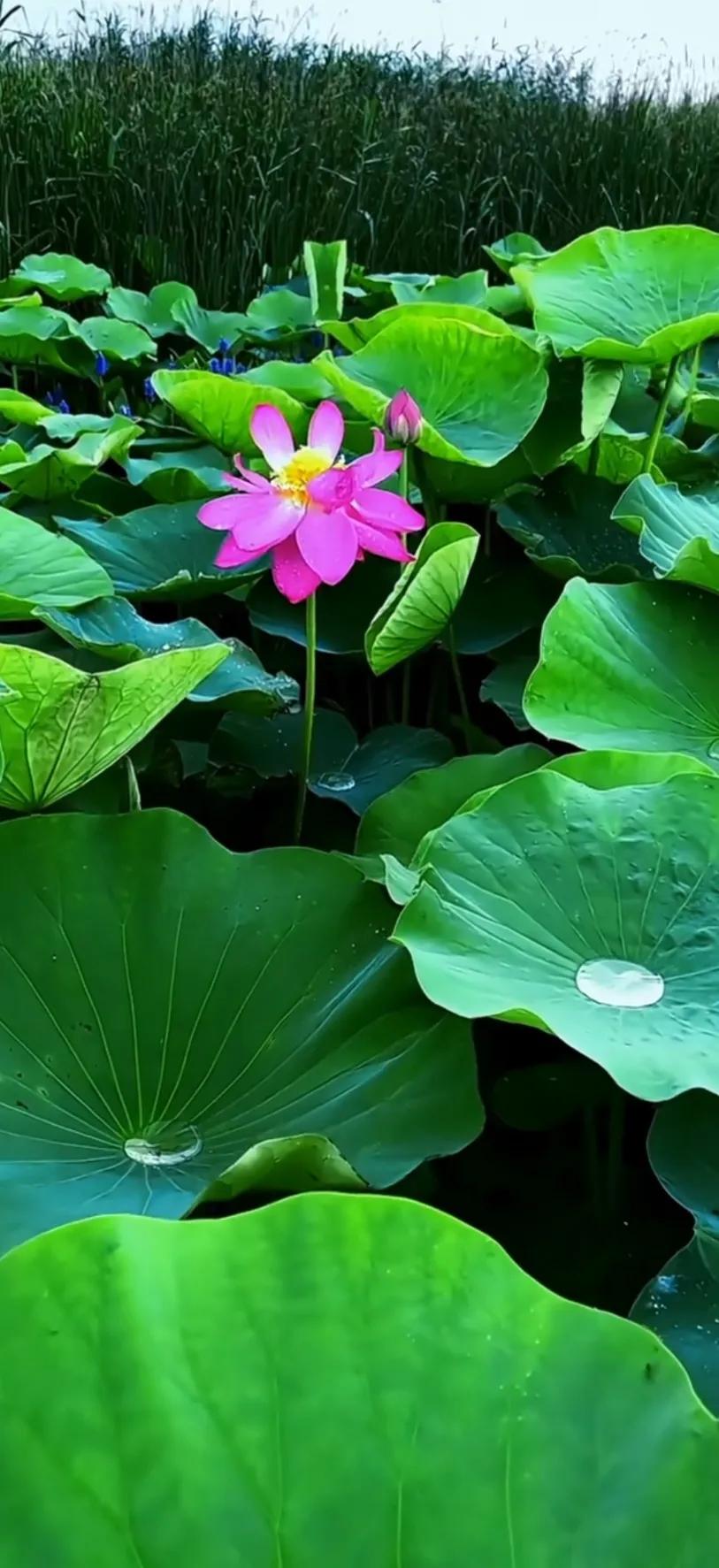 夏日美丽的荷花图片,荷花图片配上字映日荷花别样红