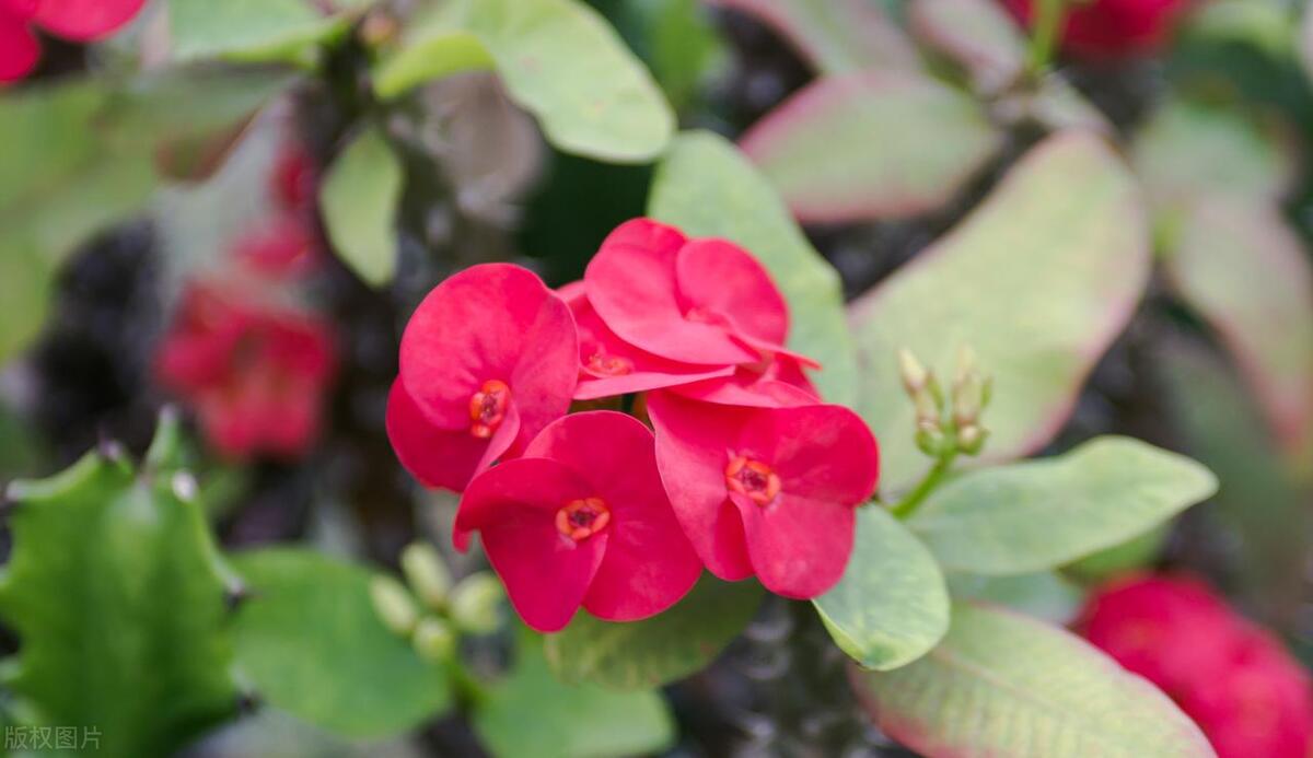 虎刺梅的养护教程,虎刺梅养护方法