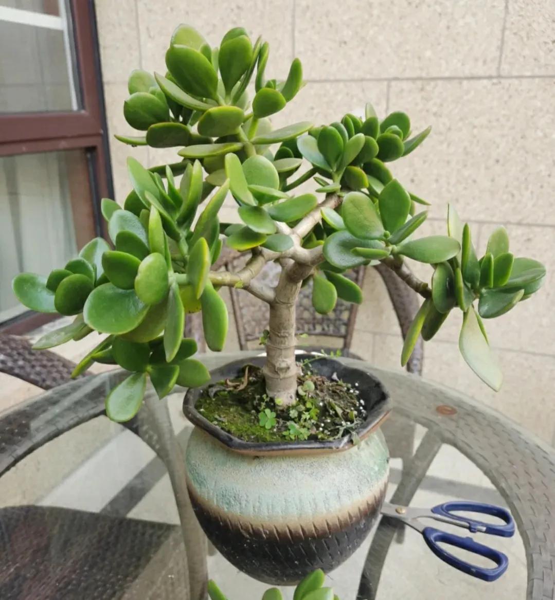 干枯掉落的玉树怎么修剪,给玉树修枝