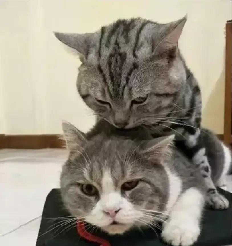 爱与亲情的终极挑战：雄性遇见亲生母亲！