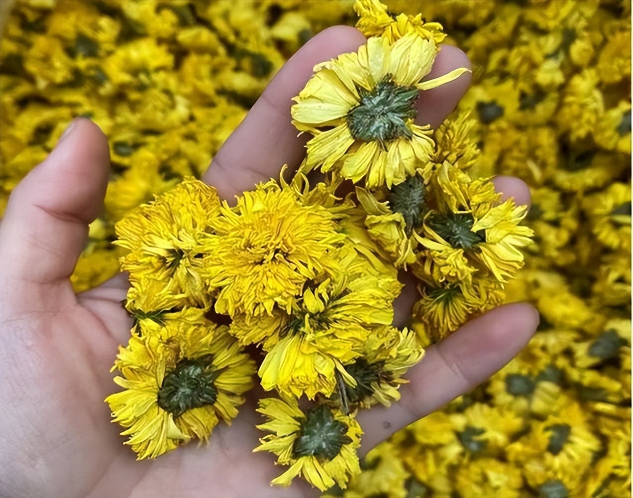 年龄大的喝菊花茶,年纪大了要忌嘴多吃4样