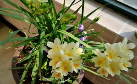 百花齐放春意浓群芳争艳,百花齐放喜迎新春