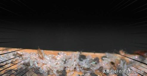 在家里发现小黑颗粒是虫卵吗,墙上有虫卵很小颗粒