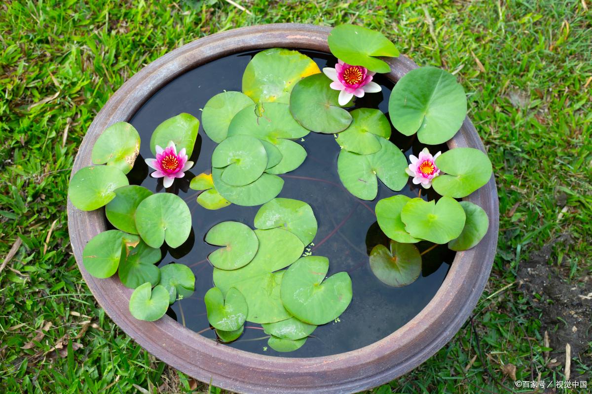 碗莲发芽后怎么养?做好这几点,开花时间更长