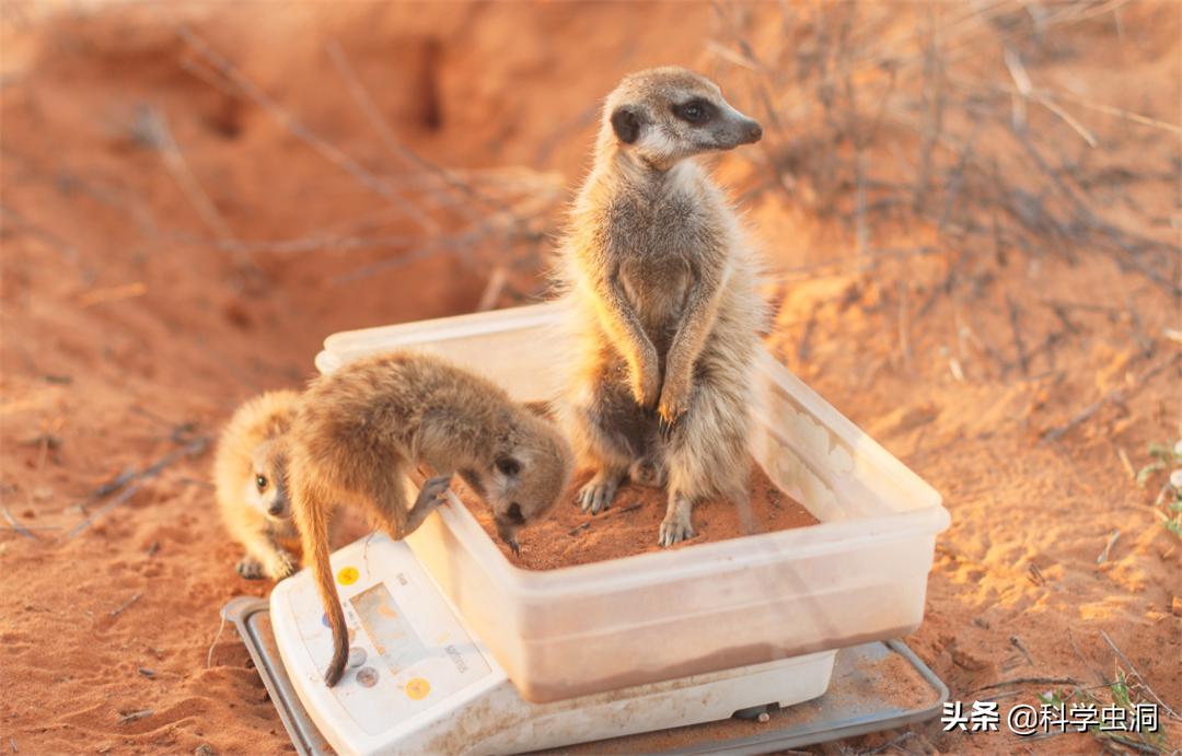 黄鼠狼讨封成精后怎么处理,黄鼠狼成精的真实现象