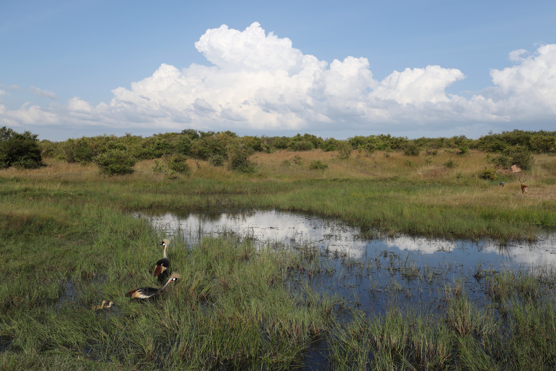 浣宠兘rf24-105f4isusm,浣宠兘rf24-105mmf4lisusm鍙戝敭浠锋牸