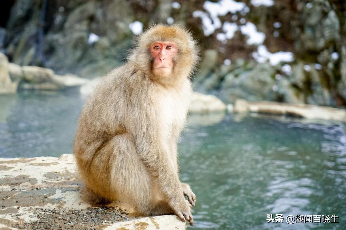 属猴的梦见老虎好不好周公解梦,属猴的梦见真猴子是什么意思呢