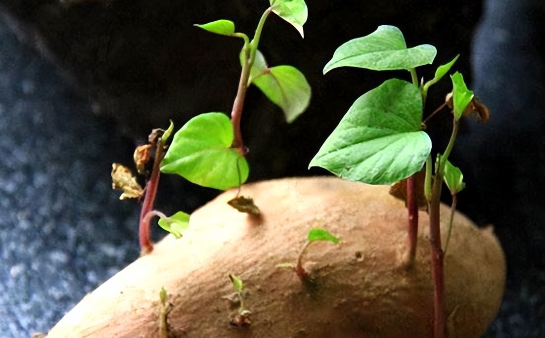 家里红薯怎么防止发芽,红薯育苗不发芽怎么处理