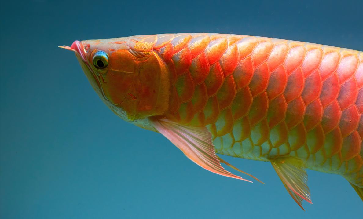 急救金龙鱼,如何救金龙鱼