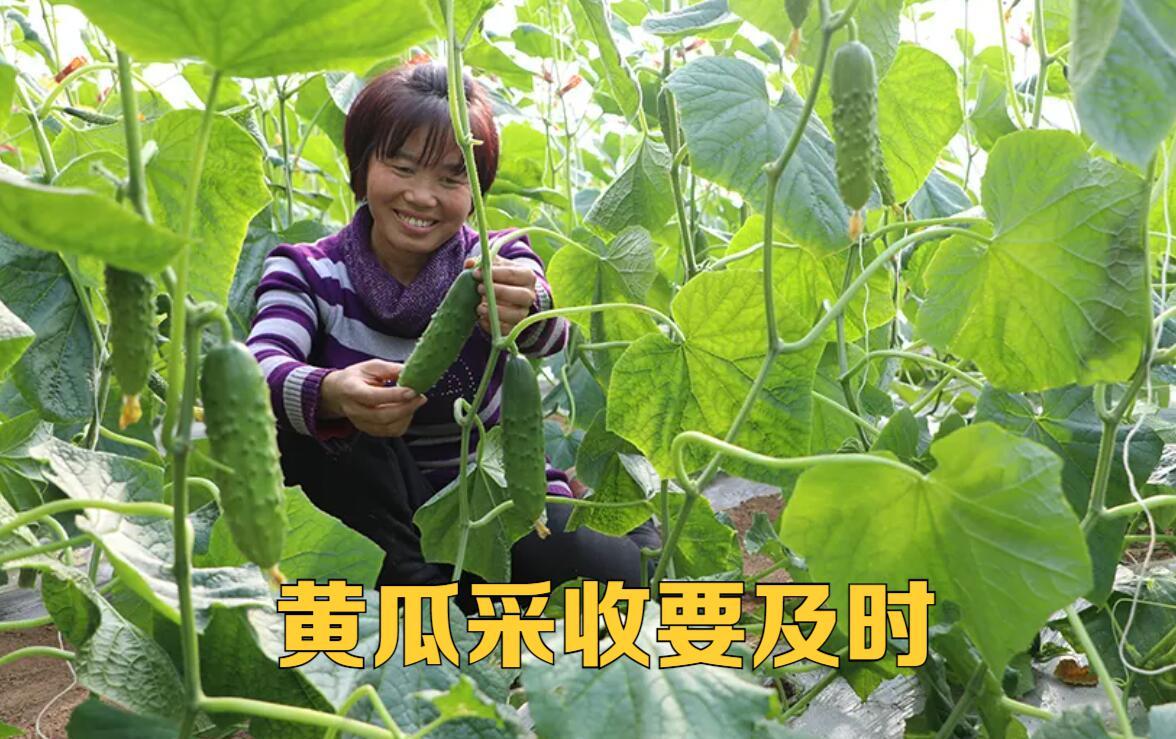 黄瓜的化瓜现象,黄瓜化瓜怎么办