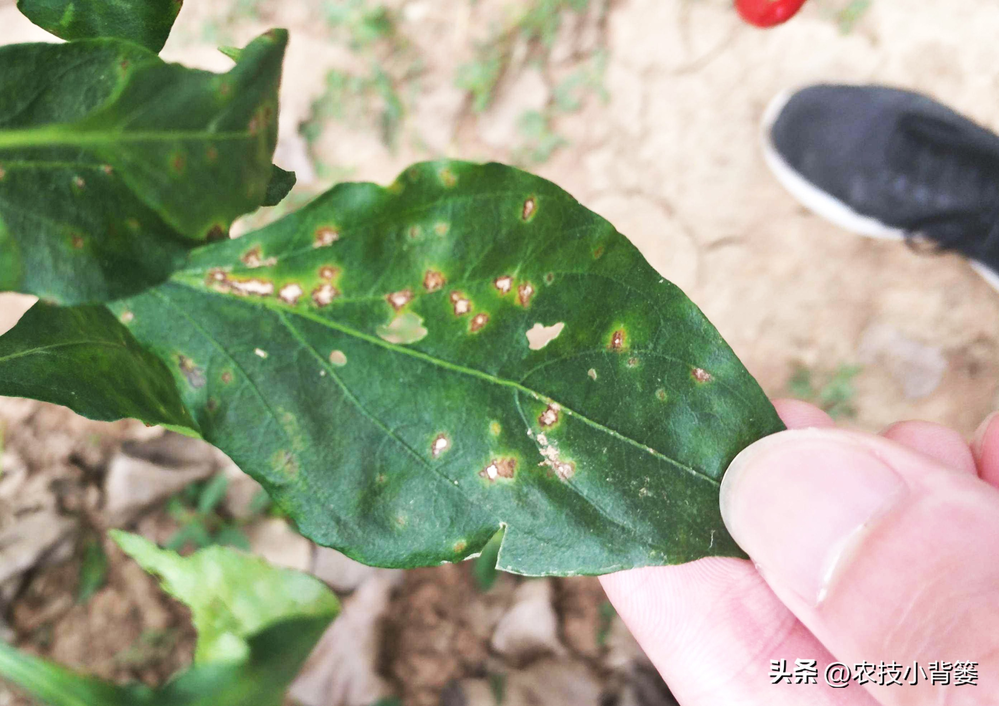 农作物叶片有黄斑是什么原因,叶面有斑点这是什么病