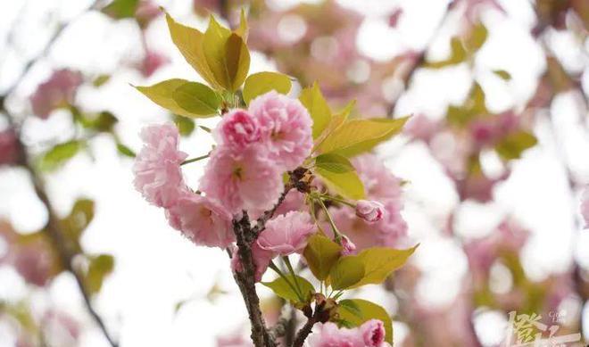 杭州春日赏樱，飞絮如雪惹人心痒！天气变幻莫测，小心过敏风险