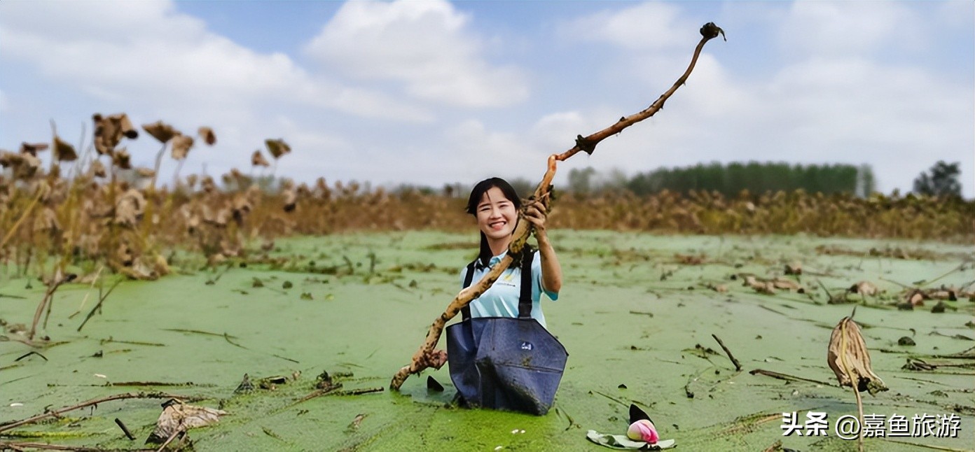 水乡美嘉鱼，她是我的家乡