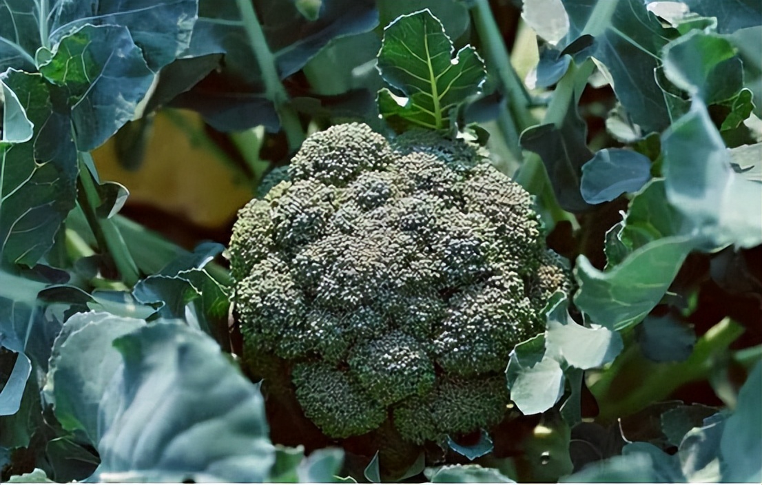 一袋10克的西兰花种子多少钱,一袋西兰花种子多少钱