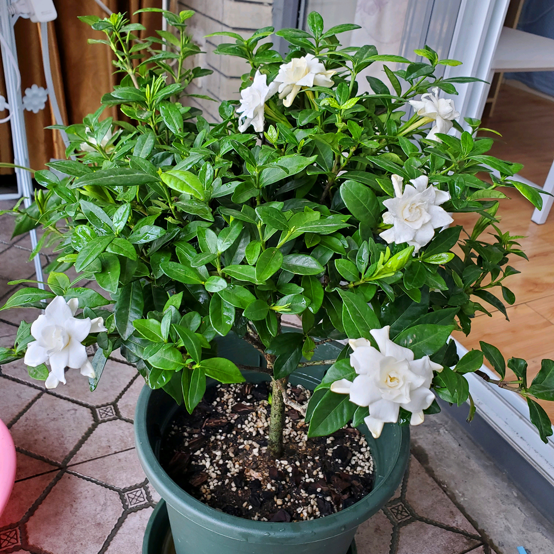 水培栀子花叶子发黑出油,怎样养好栀子花盆栽视频