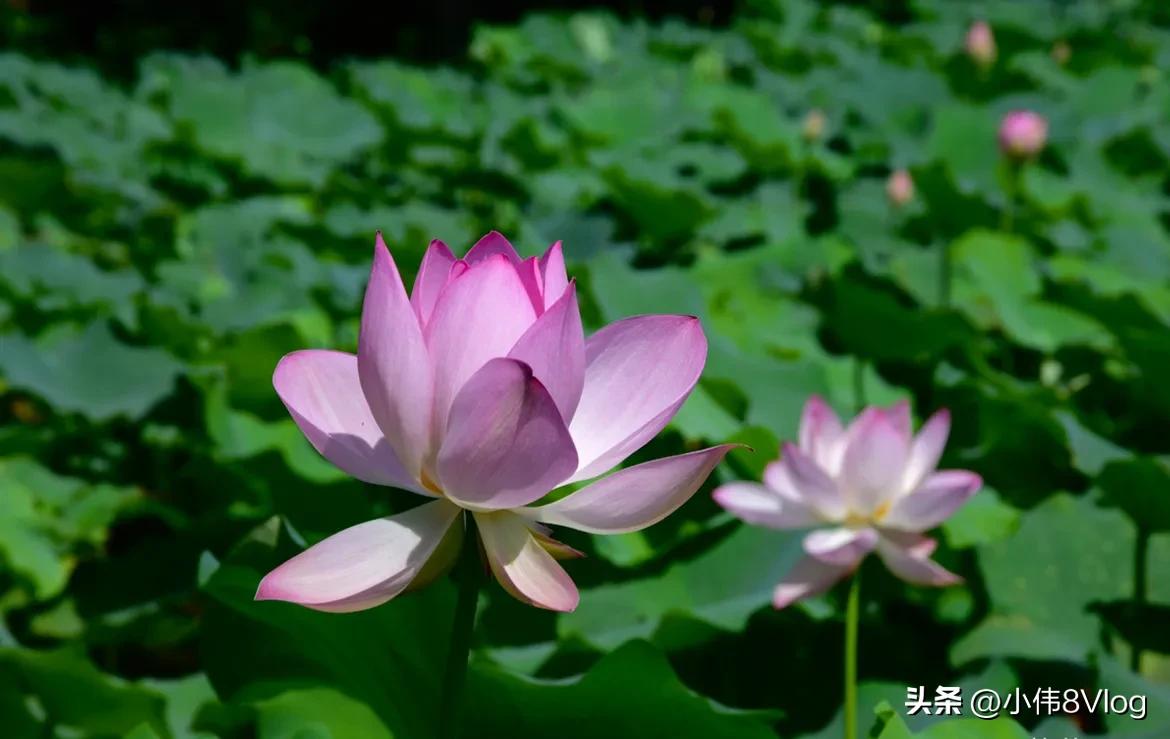 广州旅游十大景点排名榜前十名,广州旅游十大景点排名表最新