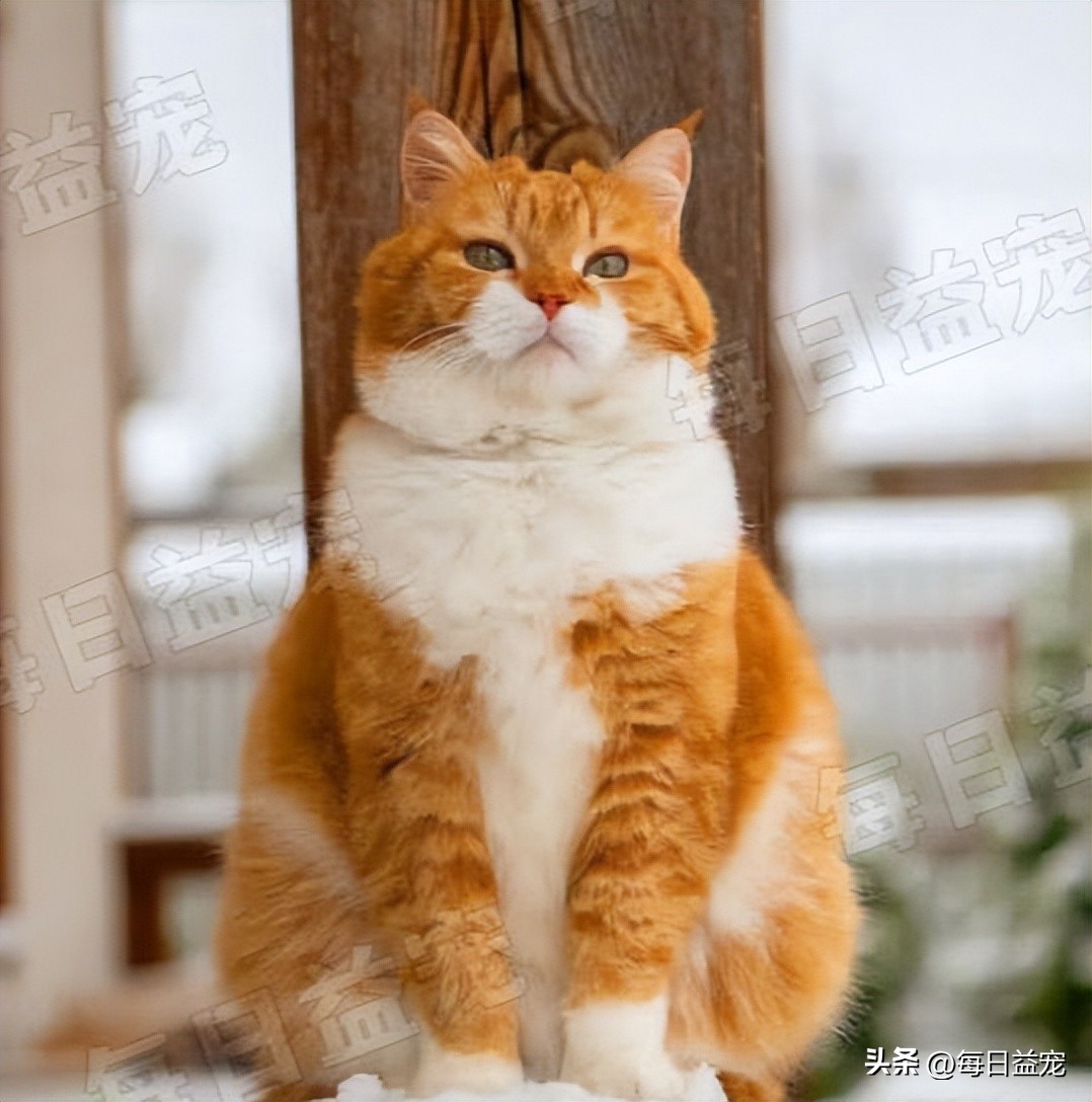 细数有关橘猫的7个冷知识,你对猫的了解200字