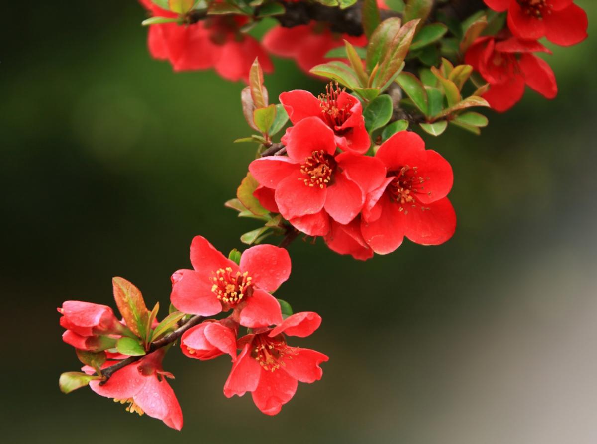 甄宓美颜,甄美颜枫香染口红试色