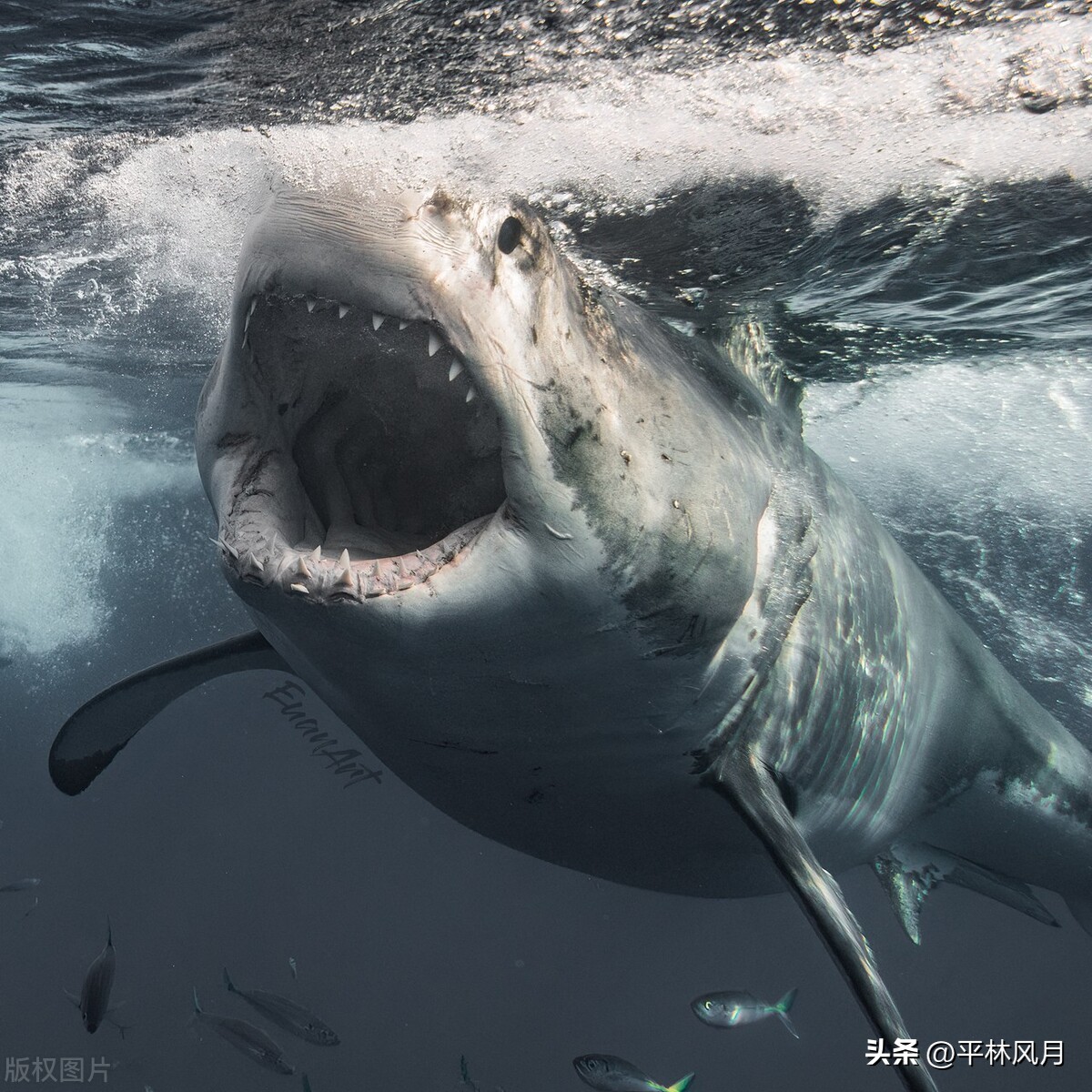 专家解析鱼翅营养的真相,鱼翅有多难吃