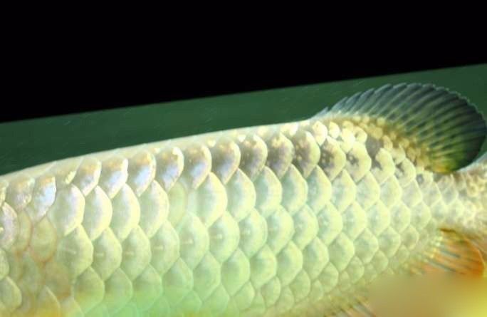 极品蓝底过背金龙,顶级蓝底过背金龙视频