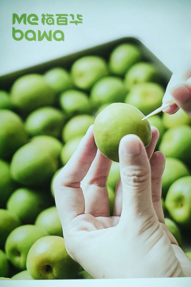 永泰青梅花开全部视频,永泰青梅丰收季节
