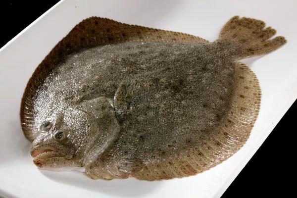 严禁从什么地方购买放流水生生物,哪些鱼类禁止放流