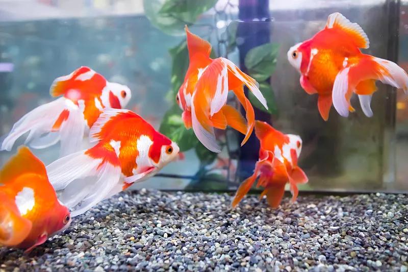 最好养的观赏鱼冷水鱼有哪些中型,冷水鱼有哪些观赏鱼比较好看